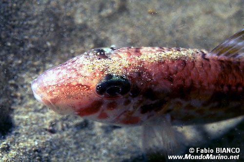 Triglia di scoglio (Mullus surmuletus)