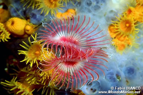 Serpula (Serpula vermicularis)