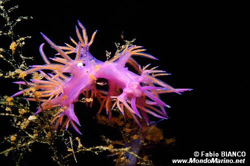 Flabellina rossa (Flabellina ischitana)