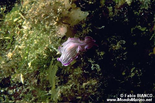 Verme piatto rosa (Prosteceraeus roseus)