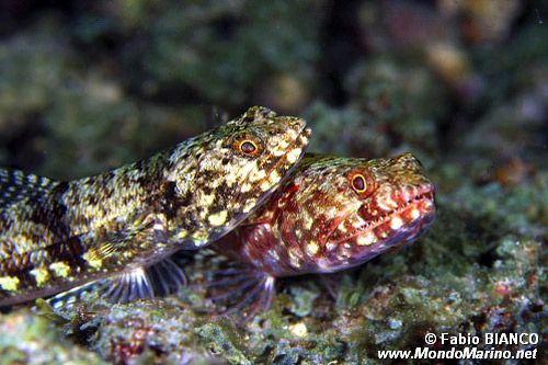 Pesce lucertola (Synodus saurus)