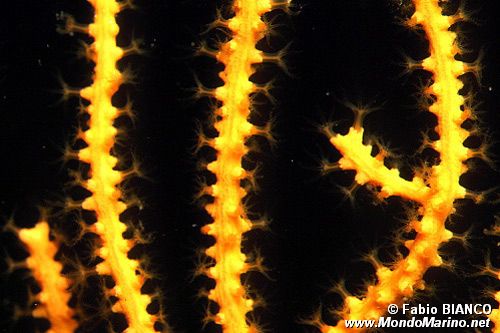 Gorgonia gialla (Eunicella cavolinii)