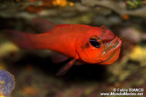 Re di triglie (Apogon imberbis)