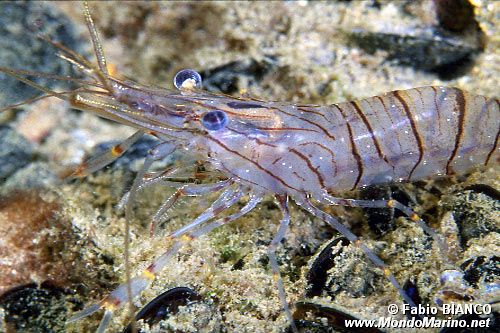 Gamberetto maggiore (Palaemon serratus)