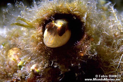 Bavosa bianca (Parablennius rouxi)