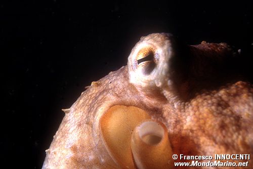 Polpo comune (Octopus vulgaris)