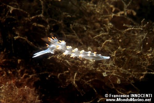 Flabellina bianca (Flabellina babai)