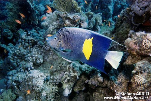 Pesce angelo maculato (Pomacanthus maculosus)