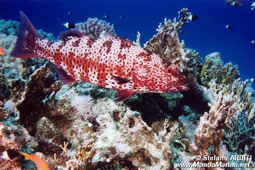 Cernia dei coralli del Mar rosso (Plectropomus pessuliferus marisrubri)