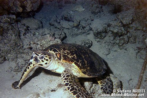 Tartaruga (Eretmochelys imbricata)