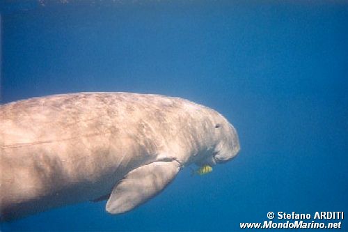 Dugongo (Dugong dugong)
