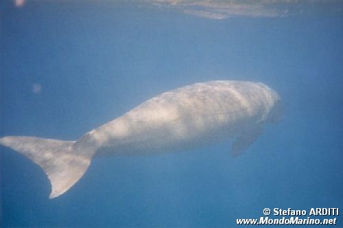 Dugongo (Dugong dugong)