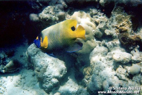 Pesce angelo (Pomacanthus xanthometopon)