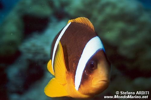 Pesce pagliaccio (Amphiprion bicinctus)