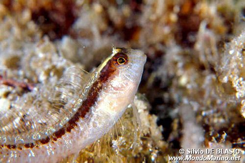 Bavosa bianca (Parablennius rouxi)