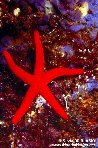 Stella rossa (Echinaster sepositus)
