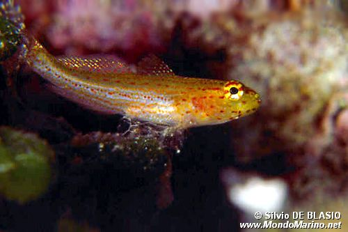 Ghiozzo a testa gialla (Gobius xanthocephalus)