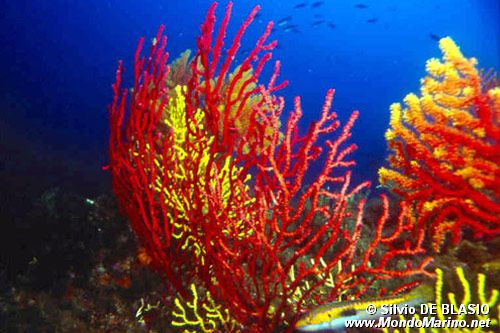 Gorgonia rossa (Paramuricea clavata)