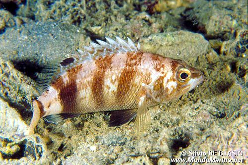 Sacchetto (Serranus hepatus)