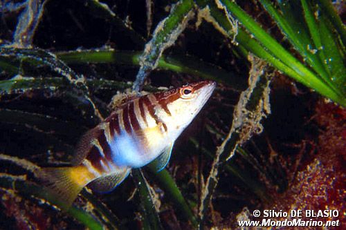 Sciarrano (Serranus scriba)