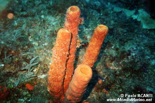 Spugna  tubulare gialla (Aplysina fistularis)
