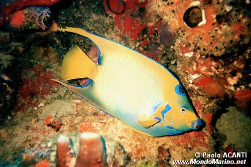 Pesce angelo regina (Holacanthus ciliaris)