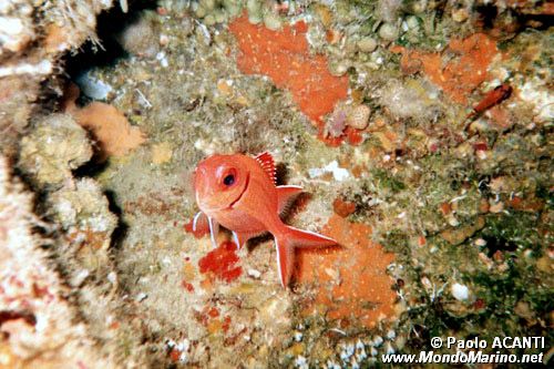 Olocentride dalla banda nera (Myripristis jacobus)