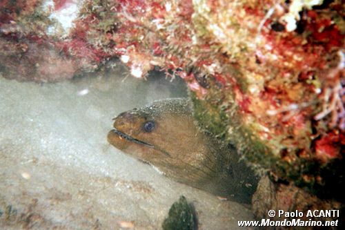 Murena (Gymnothorax funebris)