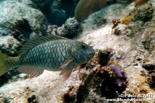 Pesce pappagallo di fuoco (Sparisoma viride)