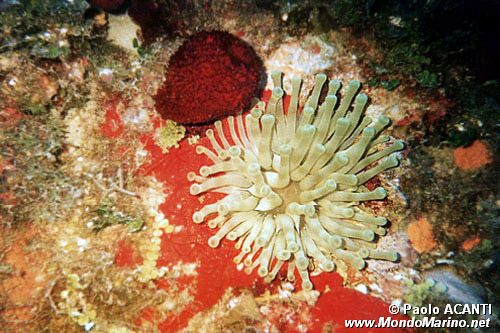 Attinia gigante (Condylactis gigantea)