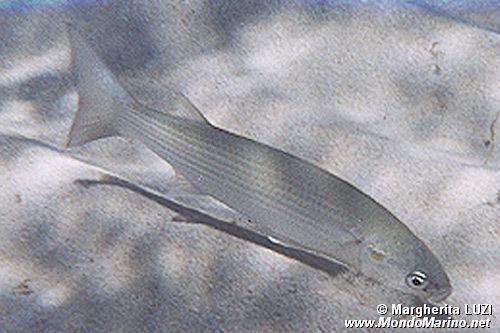 Cefalo dorato (Liza aurata)