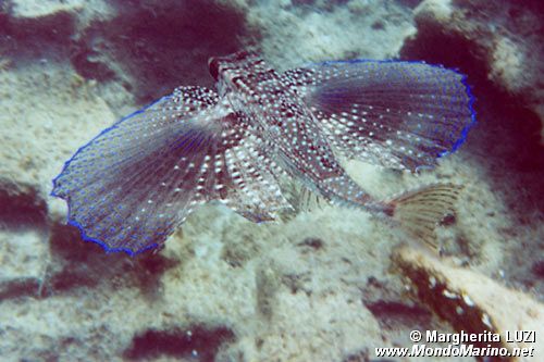 Pesce civetta (Dactylopterus volitans)