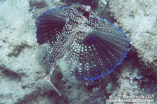 Pesce civetta (Dactylopterus volitans)