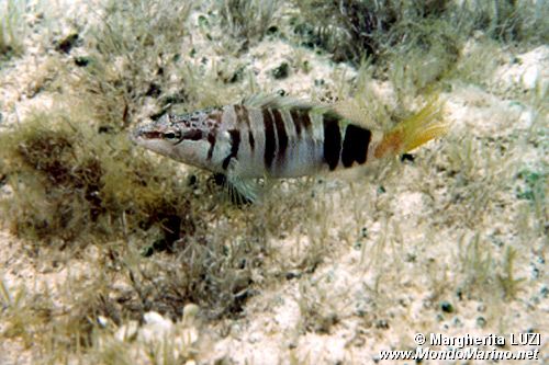 Sciarrano (Serranus scriba)