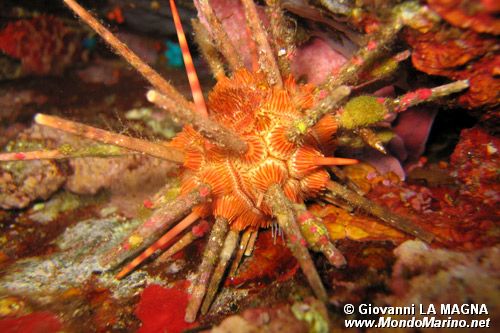 Riccio matita (Stylocidaris affinis)