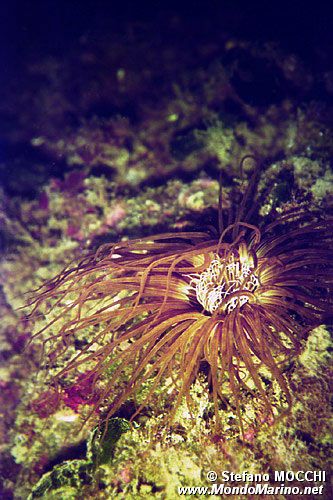 Cerianto (Cerianthus membranaceus)