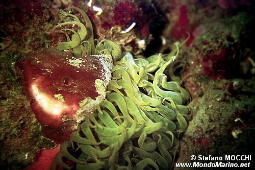 Anemone bruno (Aiptasia mutabilis)