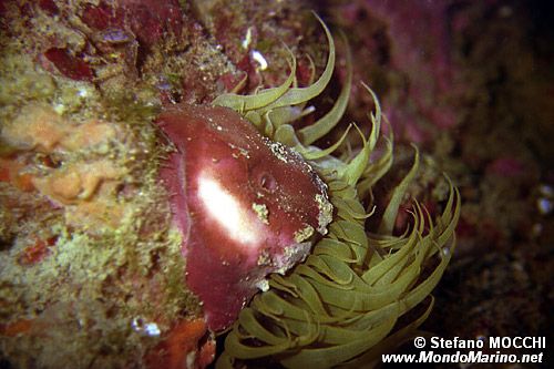 Anemone bruno (Aiptasia mutabilis)