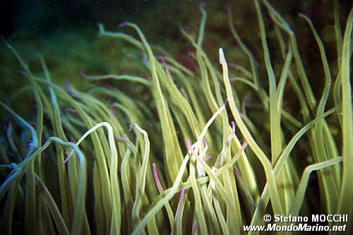 Attinia (Anemonia viridis)