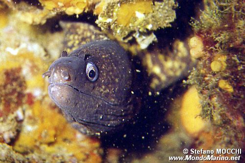 Murena (Muraena helena)