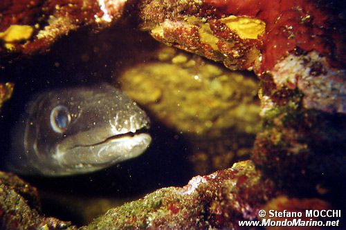 Grongo (Conger conger)