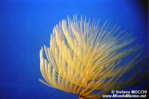 Spirografo (Sabella spallanzanii)