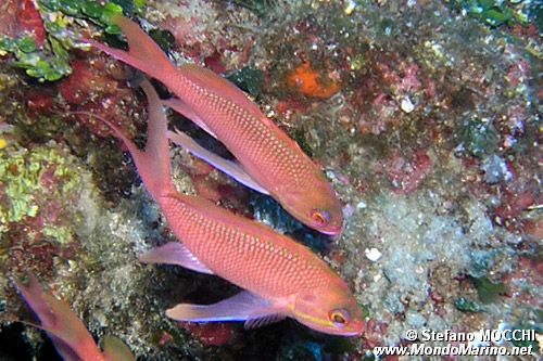 Castagnola rossa (Anthias anthias)