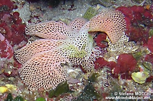 Trina di mare (Reteporella grimaldii)