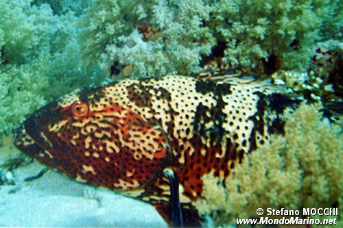 Cernia dei coralli del Mar rosso (Plectropomus pessuliferus marisrubri)