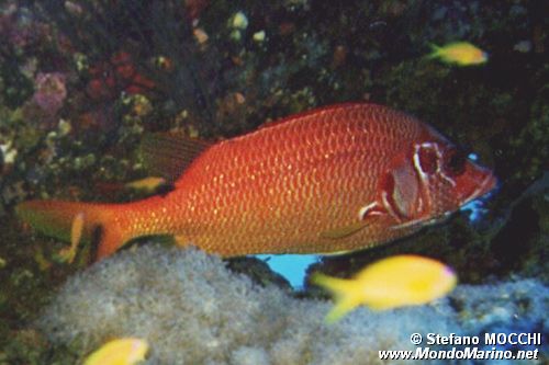 Pesce scoiattolo spinoso (Sargocentron spiniferum)