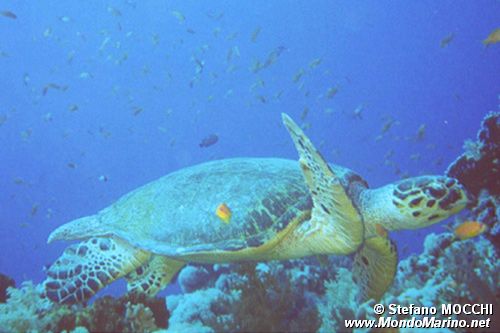 Tartaruga (Eretmochelys imbricata)