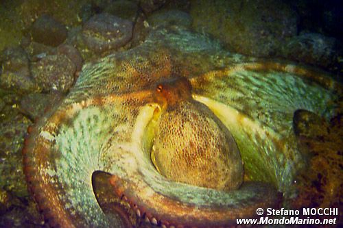 Polpo comune (Octopus vulgaris)