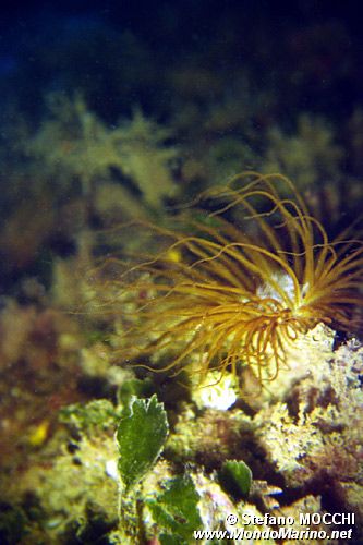 Cerianto (Cerianthus membranaceus)