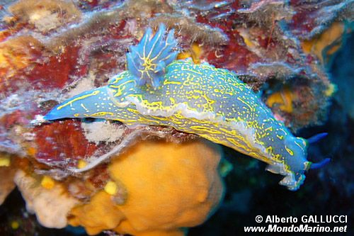 Doride dipinto (Hypselodoris picta)